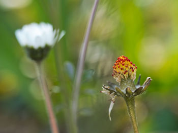 Close-up of butterfly pollinating on flower