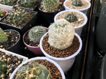 High angle view of potted plants in market