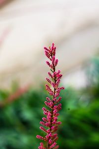 Close-up of red flowering plant