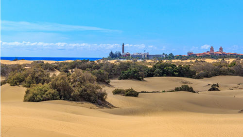 Trees on beach against blue sky