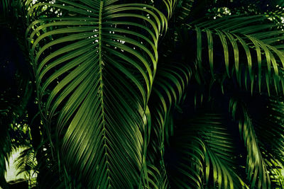 Close-up of palm leaves