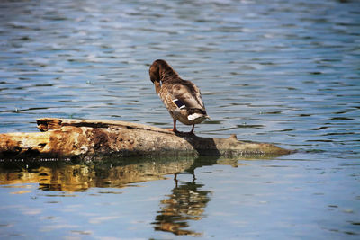 Close-up of bird on lake