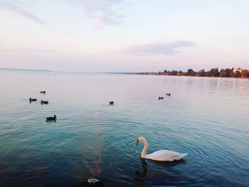 Swans and ducks swimming in lake against sky