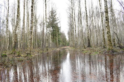 Pine trees in forest