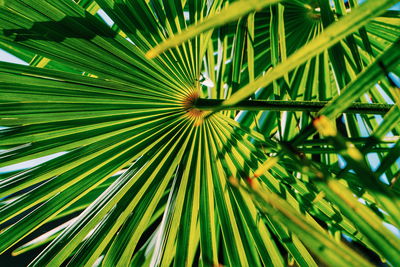 Close-up of palm tree