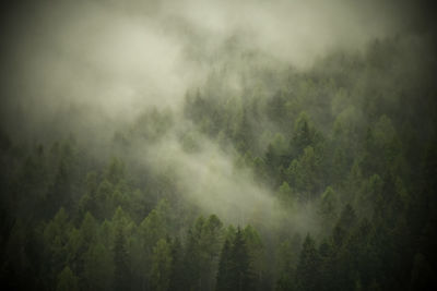 Scenic view of forest against sky