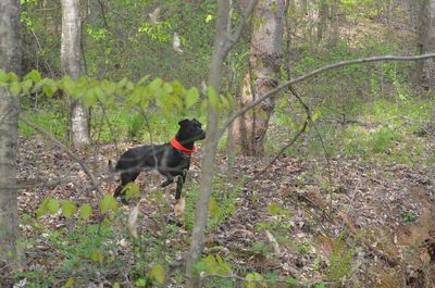 Dog on tree trunk