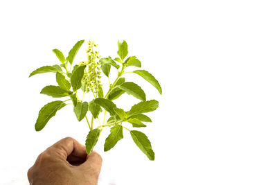 Close-up of hand holding plant against white background