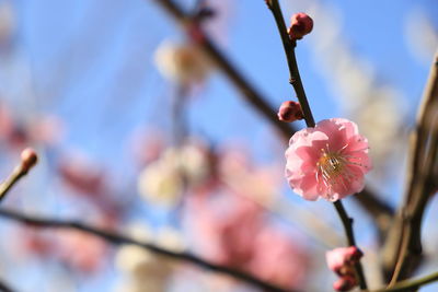 Close-up of pink cherry blossom