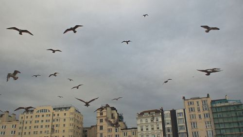 Low angle view of birds flying in sky