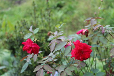 Close-up of red flowers blooming outdoors