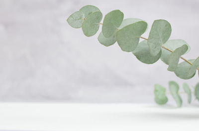 Close-up of plant against white background
