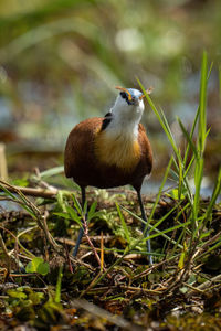 Close-up of bird perching on tree