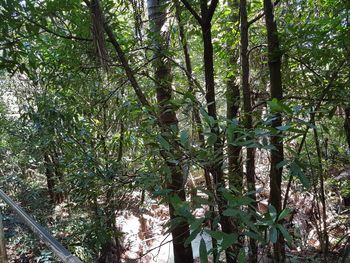 Low angle view of bamboo trees in forest