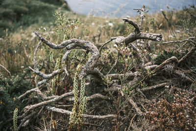 View of dead tree in field looking animalistic