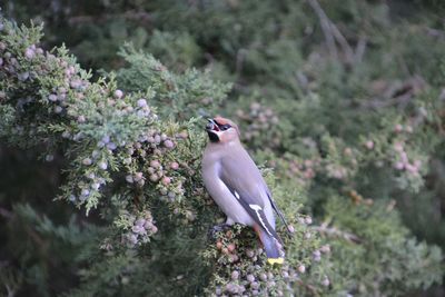 Close-up of bird perching on tree