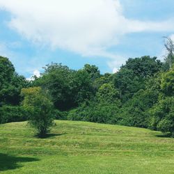 Trees on field against sky