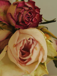 Close-up of red rose