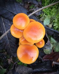 Close-up of mushrooms growing on tree