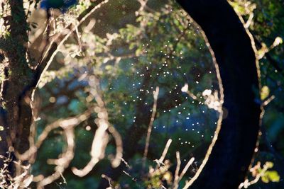 Close-up of tree growing in forest