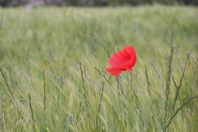 Close-up of red flowers blooming in field