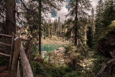 Panoramic shot of trees in forest against sky