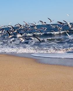 Seagulls flying over beach against sky