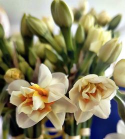 Close-up of flowers blooming outdoors