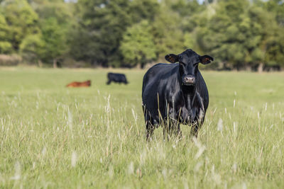 Angus brood cow fat and slick in a summer pasture in the southern united states.