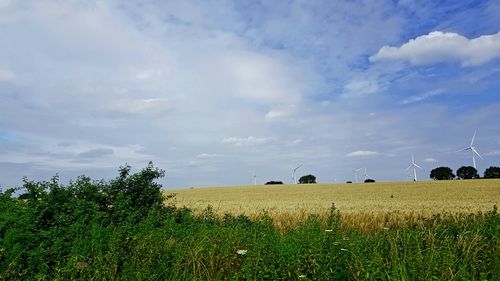 Scenic view of agricultural field against sky