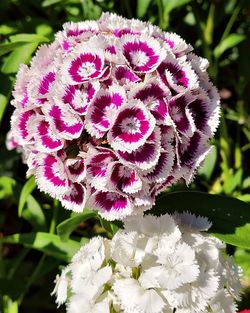 Close-up of purple flowering plant