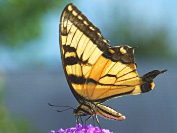 Close-up of butterfly on flower