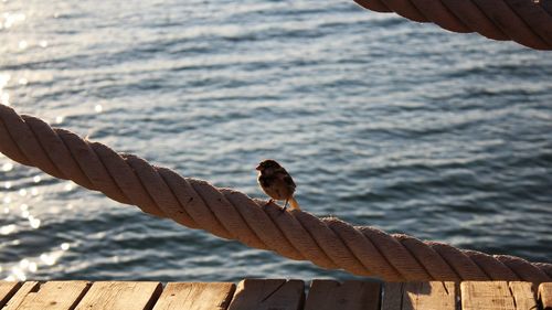 Pier on wooden post by sea