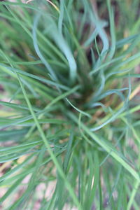 Full frame shot of fresh green leaf