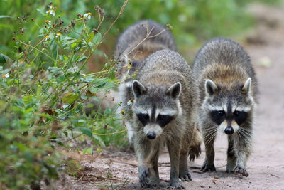 Three raccoons walking down a path