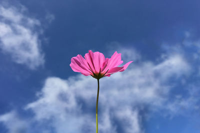 Low angle view of pink flower against sky