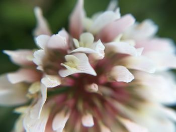 Close-up of white flowers