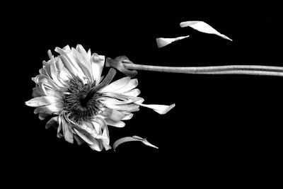 Flower blooming against black background