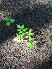 High angle view of plant growing on field