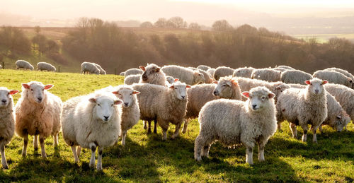 Sheep in a field