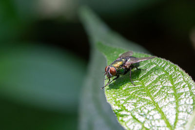 Close-up of fly on leaf