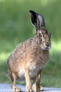 Hare staring into the lens
