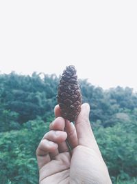 Close-up of human hand holding pine cone against clear sky