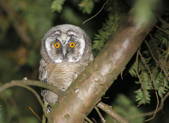 Close-up portrait of owl on branch