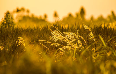 Close-up of crops growing on field against sky