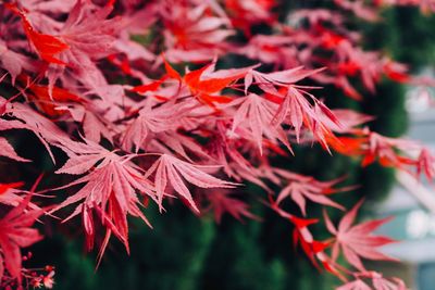 Close-up of red maple leaves on plant