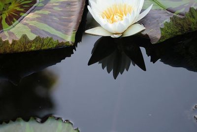 Close-up of water lily in pond