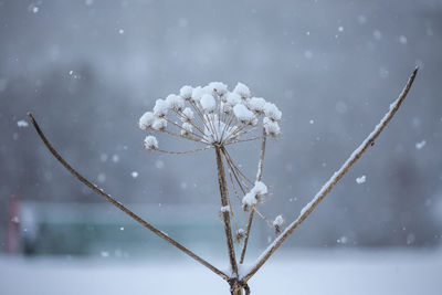 Close-up of snowed plants