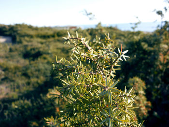 Close-up of plant against blurred background