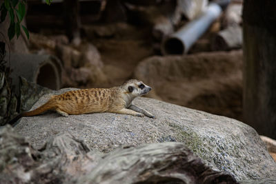 View of lizard on rock